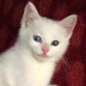 Meet your Posher, Jocelyn